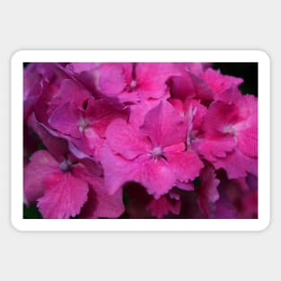 Hydrangea Sticker